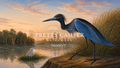 Digital Download for Large Screen TV- Audubon Blue Heron