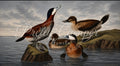 Digital Download for Large Screen TV- Audubon Ruddy Duck
