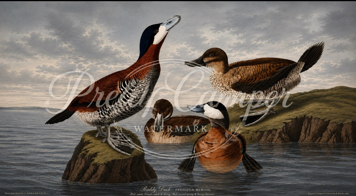 Digital Download for Large Screen TV- Audubon Ruddy Duck