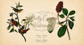 Digital Download for Large Screen TV-Audubon Painted Bunting/Bonaparte's Flycatcher