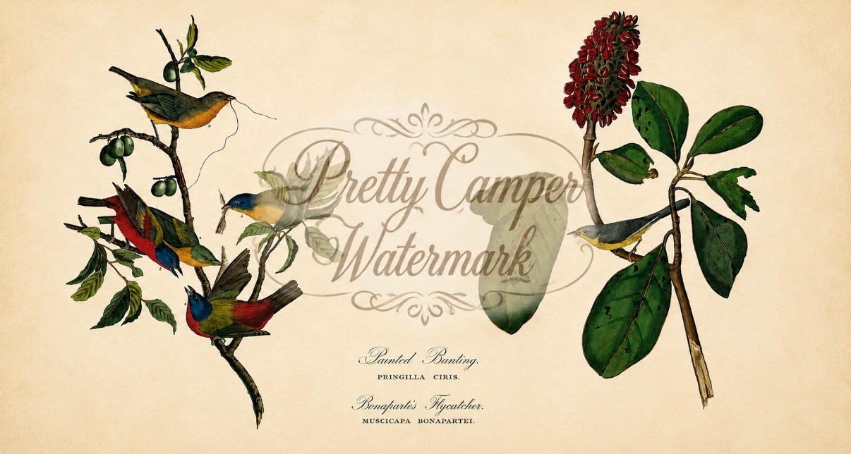 Digital Download for Large Screen TV-Audubon Painted Bunting/Bonaparte's Flycatcher